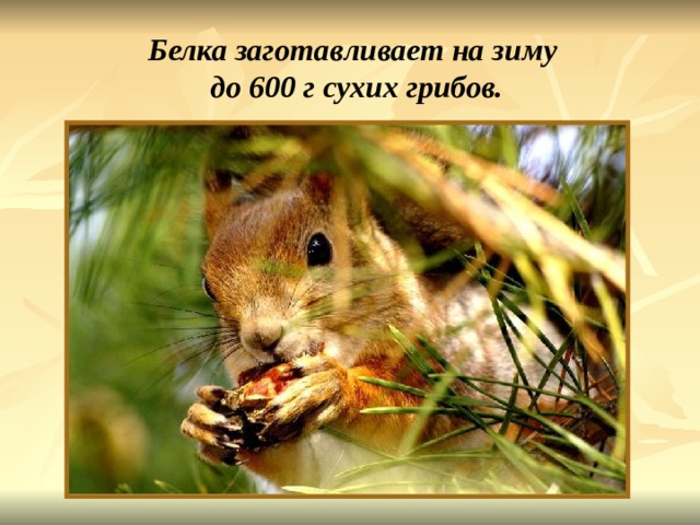 Белка заготавливает на зиму до 600 г сухих грибов. Белка заготавливает на зиму до 600 г сухих грибов. 
