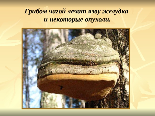 Грибом чагой лечат язву желудка  и некоторые опухоли. Грибом чагой лечат язву желудка и некоторые опухоли. 