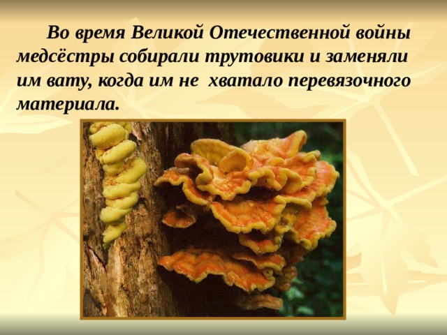  Во время Великой Отечественной войны медсёстры собирали трутовики и заменяли им вату, когда им не хватало перевязочного материала. Во время великой отечественной войны медсёстры собирали трутовики и заменяли им вату, когда им не хватало перевязочного материала. 