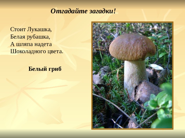 Отгадайте загадки! Стоит Лукашка, Белая рубашка, А шляпа надета Шоколадного цвета. Белый гриб Отгадайте загадки! Стоит лукашка, белая рубашка, А шляпа надета шоколадного цвета. Белый гриб. 