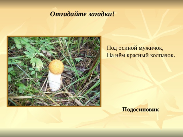 Отгадайте загадки! Под осиной мужичок, На нём красный колпачок. Подосиновик Под осиной мужичок, на нём красный колпачок. Подосиновик. Осиновик. Этот гриб иногда называют подосиновик, краснюк, красноголовик. Славится своим хорошим вкусом в жареном виде, используется также для супа и сушки. Единственный его недостаток- это то, что пока его очищают, моют и режут, он темнеет. Растет главным образом под осинами и похожих на осиновик опасных грибов нет. 
