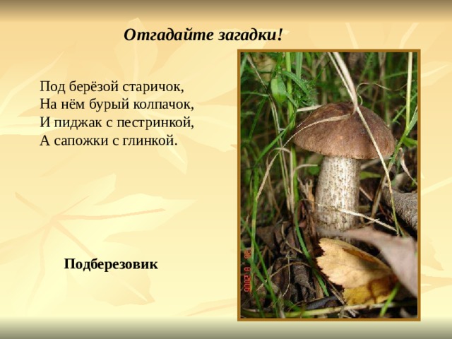 Отгадайте загадки! Под берёзой старичок, На нём бурый колпачок, И пиджак с пестринкой, А сапожки с глинкой. Подберезовик 