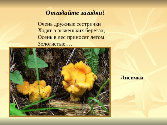 Отгадайте загадки! Очень дружные сестрички Ходят в рыженьких беретах, Осень в лес приносят летом Золотистые…. Лисички 
