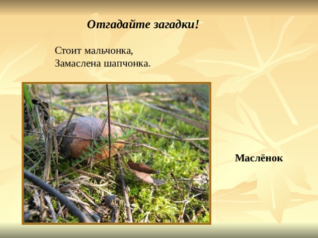 Отгадайте загадки! Стоит мальчонка, Замаслена шапчонка. Маслёнок Стоит мальчонка, замаслена шапчонка. Маслёнок. 