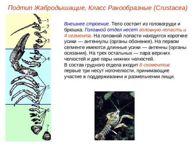 Подтип Жабродышащие, Класс Ракообразные ( Crustacea ) Внешнее строение . Тело состоит из головогруди и брюшка. Головной отдел несет головную лопасть и 4 сегмента. На головной лопасти находятся короткие усики — антеннулы (органы обоняния). На первом сегменте имеются длинные усики — антенны (органы осязания). На трех остальных — пара верхних челюстей и две пары нижних челюстей. В состав грудного отдела входит 8 сегментов : первые три несут ногочелюсти, принимающие участие в поддерживании и размельчении пищи. 