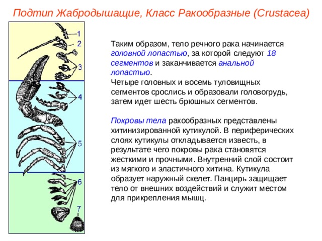 Подтип Жабродышащие, Класс Ракообразные ( Crustacea ) Таким образом, тело речного рака начинается головной лопастью , за которой следуют 18 сегментов и заканчивается анальной лопастью . Четыре головных и восемь туловищных сегментов срослись и образовали головогрудь, затем идет шесть брюшных сегментов.  Покровы тела ракообразных представлены хитинизированной кутикулой. В периферических слоях кутикулы откладывается известь, в результате чего покровы рака становятся жесткими и прочными. Внутренний слой состоит из мягкого и эластичного хитина. Кутикула образует наружный скелет. Панцирь защищает тело от внешних воздействий и служит местом для прикрепления мышц. 