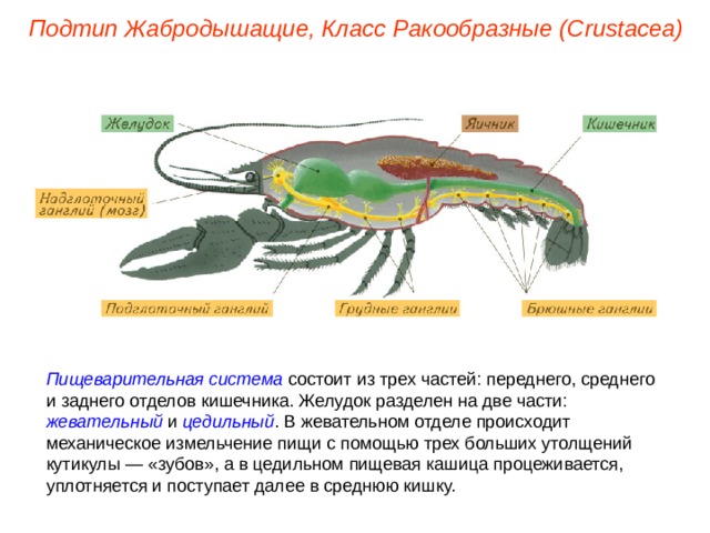 Подтип Жабродышащие, Класс Ракообразные ( Crustacea ) Пищеварительная система состоит из трех частей: переднего, среднего и заднего отделов кишечника. Желудок разделен на две части: жевательный и цедильный . В жевательном отделе происходит механическое измельчение пищи с помощью трех больших утолщений кутикулы — «зубов», а в цедильном пищевая кашица процеживается, уплотняется и поступает далее в среднюю кишку. 