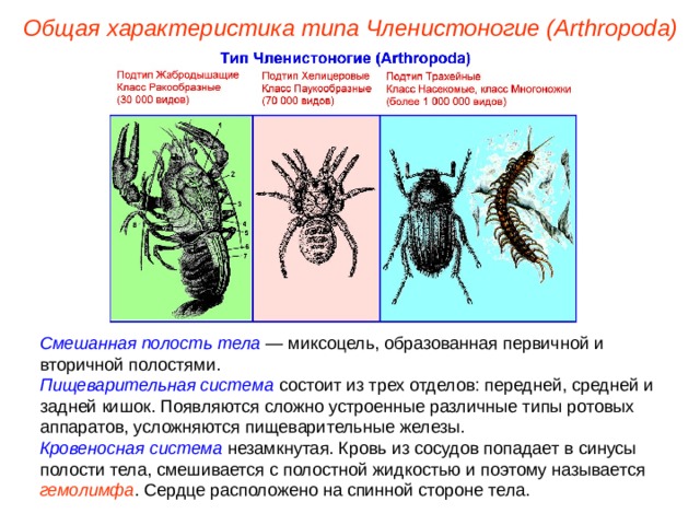 Общая характеристика типа Членистоногие (Arthropoda) Смешанная полость тела — миксоцель, образованная первичной и вторичной полостями. Пищеварительная система состоит из трех отделов: передней, средней и задней кишок. Появляются сложно устроенные различные типы ротовых аппаратов, усложняются пищеварительные железы. Кровеносная система незамкнутая. Кровь из сосудов попадает в синусы полости тела, смешивается с полостной жидкостью и поэтому называется гемолимфа . Сердце расположено на спинной стороне тела. 