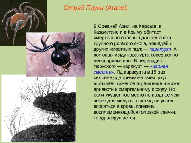 Отряд Пауки (Aranei) В Средней Азии, на Кавказе, в Казахстане и в Крыму обитает смертельно опасный для человека, крупного рогатого скота, лошадей и других животных паук — каракурт . А вот овцы к яду каракурта совершенно невосприимчивы. В переводе с тюркского — каракурт — « черная  смерть ». Яд каракурта в 15 раз сильнее яда гремучей змеи, укус вызывает тяжелое отравление и может привести к смертельному исходу. Но если укушенное место не позднее чем через две минуты, пока яд не успел всосаться в кровь, прижечь воспламеняющейся головкой спички, то яд разрушается.  