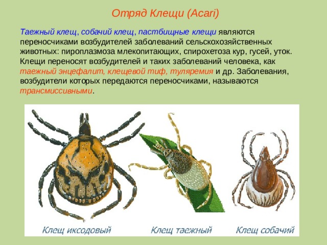Отряд Клещи ( Acari ) Таежный  клещ , собачий  клещ , пастбищные  клещи являются переносчиками возбудителей заболеваний сельскохозяйственных животных: пироплазмоза млекопитающих, спирохетоза кур, гусей, уток. Клещи переносят возбудителей и таких заболеваний человека, как таежный энцефалит, клещевой тиф, туляремия и др. Заболевания, возбудители которых передаются переносчиками, называются трансмиссивными .  