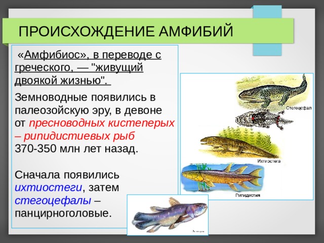 ПРОИСХОЖДЕНИЕ АМФИБИЙ  « Амфибиос», в переводе с греческого, — 