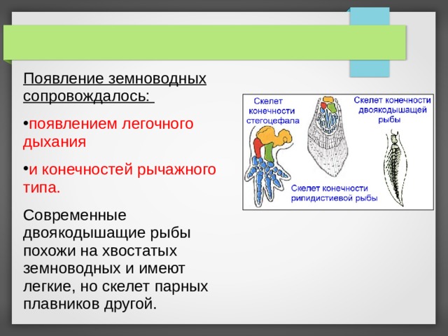 Появление земноводных сопровождалось: появлением легочного дыхания и конечностей рычажного типа. Современные двоякодышащие рыбы похожи на хвостатых земноводных и имеют легкие, но скелет парных плавников другой. 