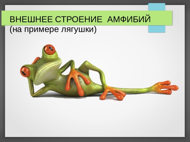 ВНЕШНЕЕ СТРОЕНИЕ АМФИБИЙ  (на примере лягушки) 