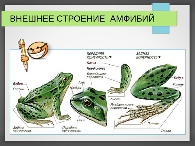 ВНЕШНЕЕ СТРОЕНИЕ АМФИБИЙ 