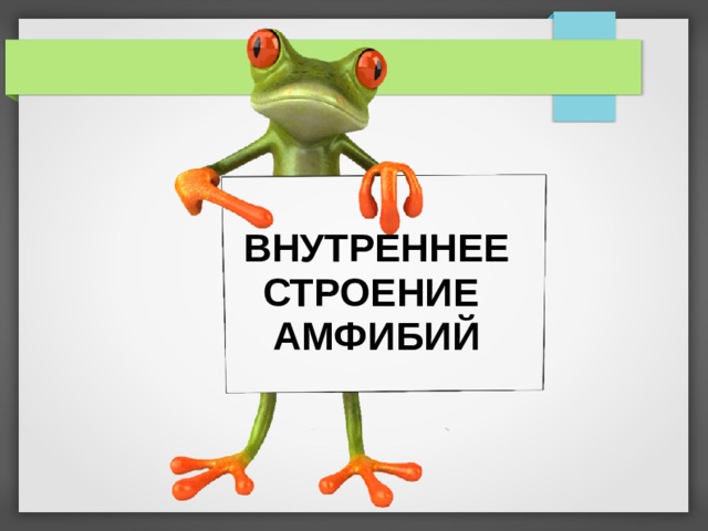 ВНУТРЕННЕЕ СТРОЕНИЕ  АМФИБИЙ   