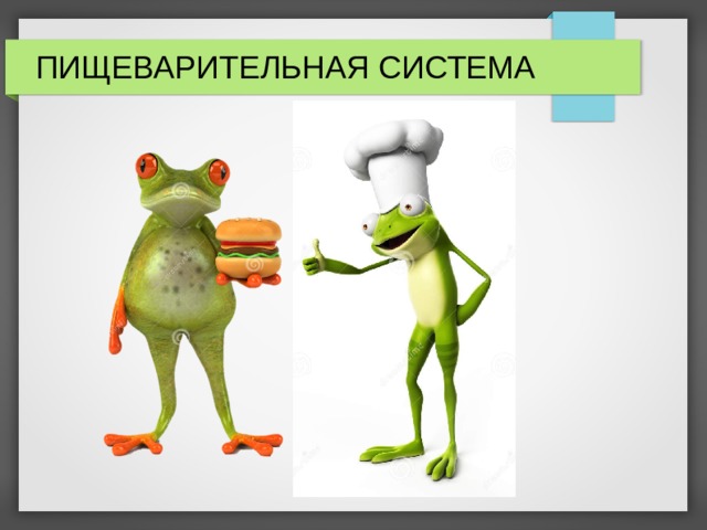 ПИЩЕВАРИТЕЛЬНАЯ СИСТЕМА 