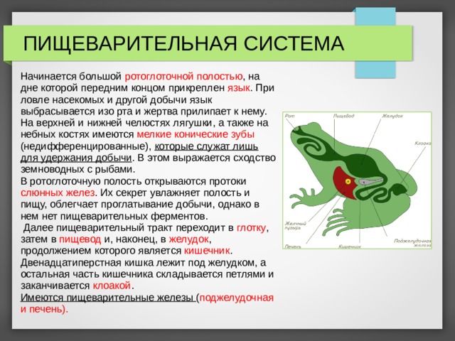 ПИЩЕВАРИТЕЛЬНАЯ СИСТЕМА Начинается большой ротоглоточной полостью , на дне которой передним концом прикреплен язык . При ловле насекомых и другой добычи язык выбрасывается изо рта и жертва прилипает к нему. На верхней и нижней челюстях лягушки, а также на небных костях имеются мелкие конические зубы (недифференцированные), которые служат лишь для удержания добычи . В этом выражается сходство земноводных с рыбами. В ротоглоточную полость открываются протоки слюнных желез . Их секрет увлажняет полость и пищу, облегчает проглатывание добычи, однако в нем нет пищеварительных ферментов.  Далее пищеварительный тракт переходит в глотку , затем в пищевод и, наконец, в желудок , продолжением которого является кишечник . Двенадцатиперстная кишка лежит под желудком, а остальная часть кишечника складывается петлями и заканчивается клоакой . Имеются пищеварительные железы ( поджелудочная и печень). 