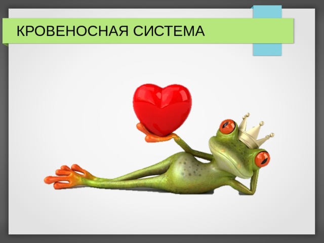 КРОВЕНОСНАЯ СИСТЕМА 
