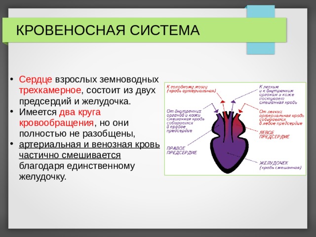 КРОВЕНОСНАЯ СИСТЕМА Сердце взрослых земноводных трехкамерное , состоит из двух предсердий и желудочка. Имеется два круга кровообращения , но они полностью не разобщены, артериальная и венозная кровь частично смешивается благодаря единственному желудочку. 