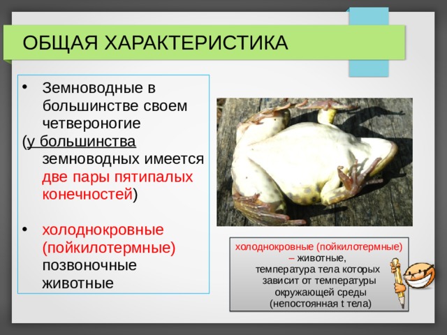 ОБЩАЯ ХАРАКТЕРИСТИКА Земноводные в большинстве своем четвероногие ( у большинства земноводных имеется две пары пятипалых конечностей ) холоднокровные (пойкилотермные) позвоночные животные холоднокровные (пойкилотермные) – животные, температура тела которых зависит от температуры  окружающей среды  (непостоянная t тела ) 