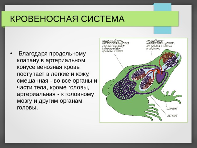 КРОВЕНОСНАЯ СИСТЕМА   Благодаря продольному клапану в артериальном конусе венозная кровь поступает в легкие и кожу, смешанная - во все органы и части тела, кроме головы, артериальная - к головному мозгу и другим органам головы. 