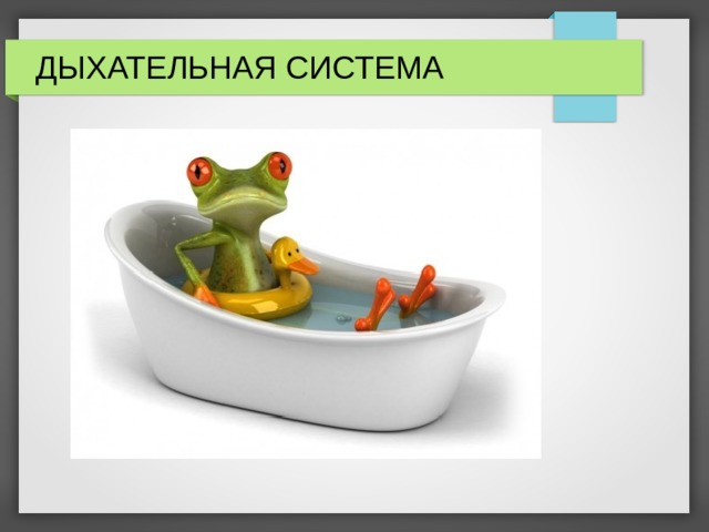 ДЫХАТЕЛЬНАЯ СИСТЕМА 