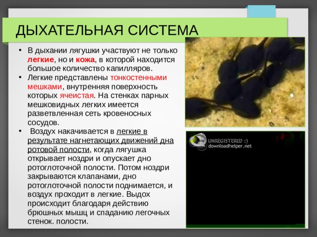 ДЫХАТЕЛЬНАЯ СИСТЕМА В дыхании лягушки участвуют не только легкие , но и кожа , в которой находится большое количество капилляров. Легкие представлены тонкостенными мешками , внутренняя поверхность которых ячеистая . На стенках парных мешковидных легких имеется разветвленная сеть кровеносных сосудов.  Воздух накачивается в легкие в результате нагнетающих движений дна ротовой полости , когда лягушка открывает ноздри и опускает дно ротоглоточной полости. Потом ноздри закрываются клапанами, дно ротоглоточной полости поднимается, и воздух проходит в легкие. Выдох происходит благодаря действию брюшных мышц и спаданию легочных стенок. полости. 