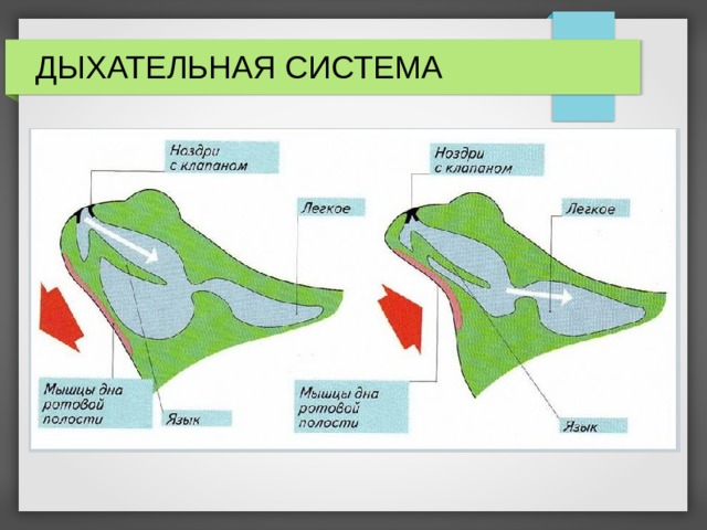 ДЫХАТЕЛЬНАЯ СИСТЕМА 