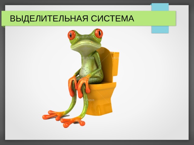 ВЫДЕЛИТЕЛЬНАЯ СИСТЕМА 