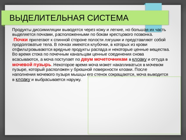 ВЫДЕЛИТЕЛЬНАЯ СИСТЕМА Продукты диссимиляции выводятся через кожу и легкие, но большая их часть выделяется почками, расположенными по бокам крестцового позвонка.  Почки прилегают к спинной стороне полости лягушки и представляют собой продолговатые тела. В почках имеются клубочки, в которых из крови отфильтровываются вредные продукты распада и некоторые ценные вещества. Во время стока по почечным канальцам ценные соединения снова всасываются, а моча поступает по двум мочеточникам в клоаку и оттуда в мочевой пузырь . Некоторое время моча может накапливаться в мочевом пузыре, который расположен у брюшной поверхности клоаки. После наполнения мочевого пузыря мышцы его стенок сокращаются, моча выводится в клоаку и выбрасывается наружу. 