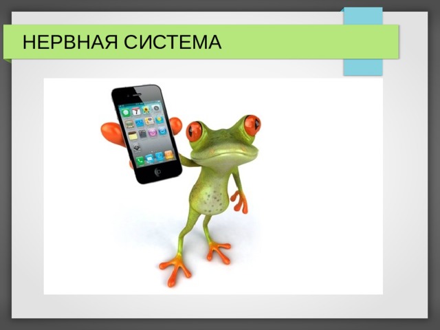 НЕРВНАЯ СИСТЕМА 