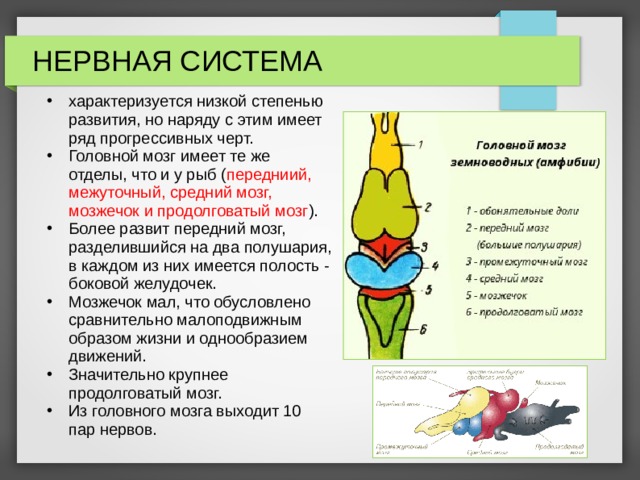 НЕРВНАЯ СИСТЕМА характеризуется низкой степенью развития, но наряду с этим имеет ряд прогрессивных черт. Головной мозг имеет те же отделы, что и у рыб ( передниий, межуточный, средний мозг, мозжечок и продолговатый мозг ). Более развит передний мозг, разделившийся на два полушария, в каждом из них имеется полость - боковой желудочек. Мозжечок мал, что обусловлено сравнительно малоподвижным образом жизни и однообразием движений. Значительно крупнее продолговатый мозг. Из головного мозга выходит 10 пар нервов. 