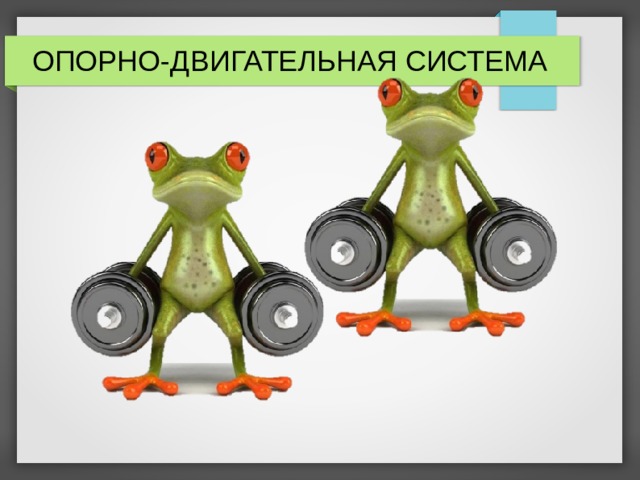 ОПОРНО-ДВИГАТЕЛЬНАЯ СИСТЕМА 