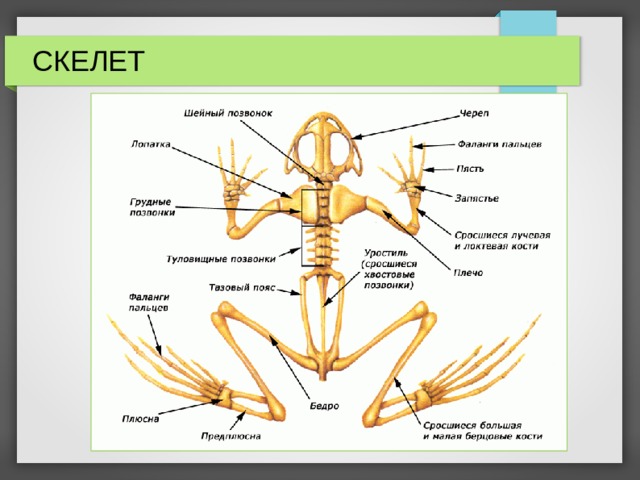 СКЕЛЕТ 
