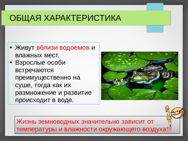 ОБЩАЯ ХАРАКТЕРИСТИКА Живут вблизи водоемов и влажных мест. Взрослые особи встречаются преимущественно на суше, тогда как их размножение и развитие происходит в воде. Жизнь земноводных значительно зависит от температуры и влажности окружающего воздуха!!! 