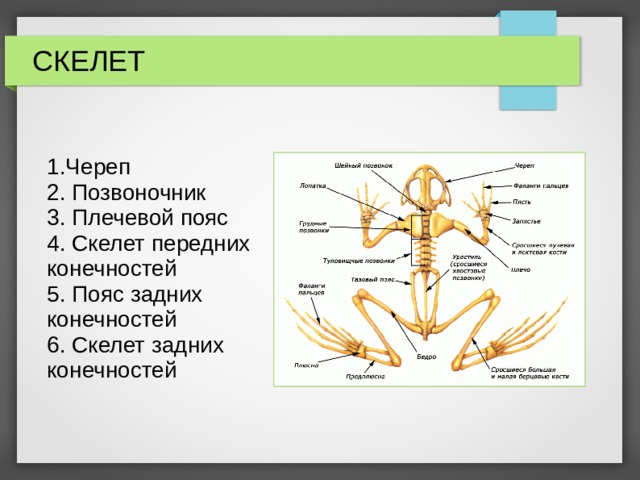СКЕЛЕТ 1.Череп 2. Позвоночник 3. Плечевой пояс 4. Скелет передних конечностей 5. Пояс задних конечностей 6. Скелет задних конечностей 