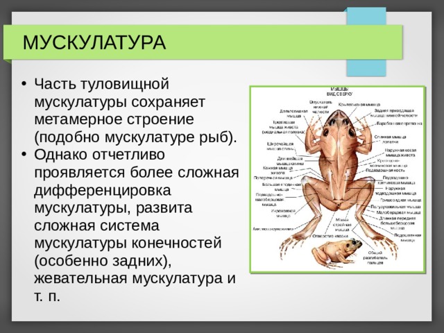 МУСКУЛАТУРА Часть туловищной мускулатуры сохраняет метамерное строение (подобно мускулатуре рыб). Однако отчетливо проявляется более сложная дифференцировка мускулатуры, развита сложная система мускулатуры конечностей (особенно задних), жевательная мускулатура и т. п. 
