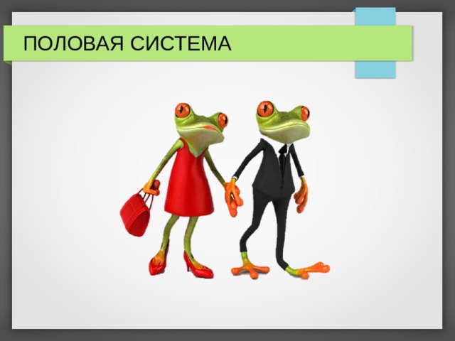 ПОЛОВАЯ СИСТЕМА 