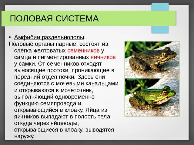 ПОЛОВАЯ СИСТЕМА Амфибии раздельнополы . Половые органы парные, состоят из слегка желтоватых семенников у самца и пигментированных яичников у самки. От семенников отходят выносящие протоки, проникающие в передний отдел почки. Здесь они соединяются с мочевыми канальцами и открываются в мочеточник, выполняющий одновременно функцию семяпровода и открывающийся в клоаку. Яйца из яичников выпадают в полость тела, откуда через яйцеводы, открывающиеся в клоаку, выводятся наружу. 