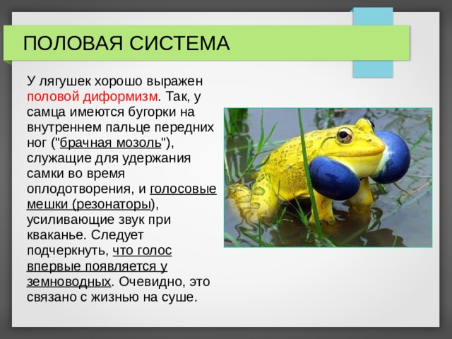 ПОЛОВАЯ СИСТЕМА У лягушек хорошо выражен половой диформизм . Так, у самца имеются бугорки на внутреннем пальце передних ног (