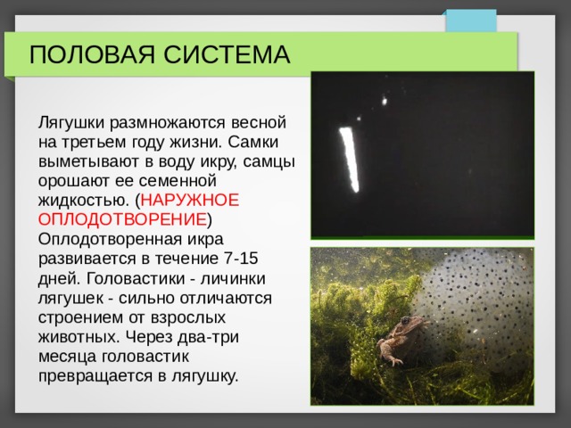 ПОЛОВАЯ СИСТЕМА Лягушки размножаются весной на третьем году жизни. Самки выметывают в воду икру, самцы орошают ее семенной жидкостью. ( НАРУЖНОЕ ОПЛОДОТВОРЕНИЕ ) Оплодотворенная икра развивается в течение 7-15 дней. Головастики - личинки лягушек - сильно отличаются строением от взрослых животных. Через два-три месяца головастик превращается в лягушку. 