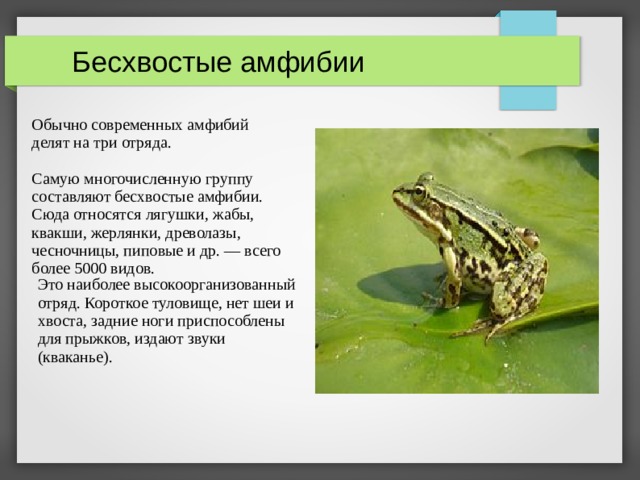  Бесхвостые амфибии Обычно современных амфибий делят на три отряда. Самую многочисленную группу составляют бесхвостые амфибии. Сюда относятся лягушки, жабы, квакши, жерлянки, древолазы, чесночницы, пиповые и др. — всего более 5000 видов. Это наиболее высокоорганизованный отряд. Короткое туловище, нет шеи и хвоста, задние ноги приспособлены для прыжков, издают звуки (кваканье).  