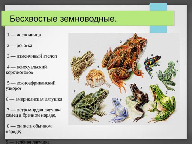 Бесхвостые земноводные.  1 — чесночница  2 — рогатка  3 — изменчивый ателоп  4 — венесуэльский короткоголов  5 — южноафриканский узкорот 6 — американская лягушка  7 — остромордая лягушка самец в брачном наряде,  8 — он же в обычном наряде; 9 — зелёная лягушка.  