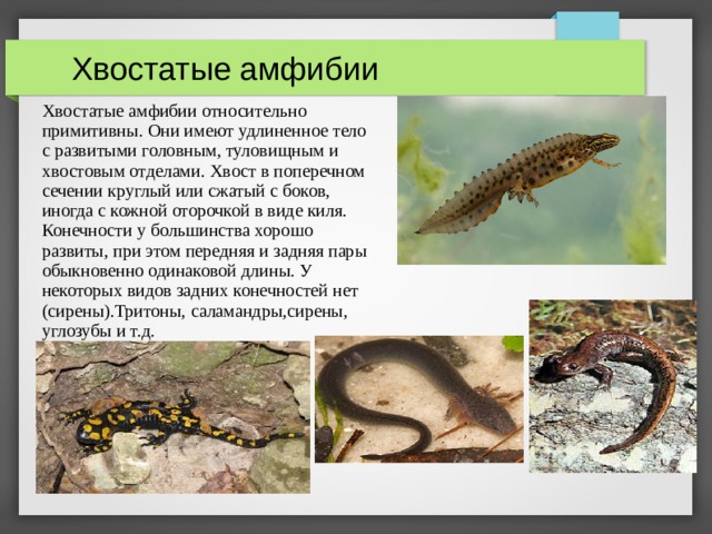  Хвостатые амфибии Хвостатые амфибии относительно примитивны. Они имеют удлиненное тело с развитыми головным, туловищным и хвостовым отделами. Хвост в поперечном сечении круглый или сжатый с боков, иногда с кожной оторочкой в виде киля. Конечности у большинства хорошо развиты, при этом передняя и задняя пары обыкновенно одинаковой длины. У некоторых видов задних конечностей нет (сирены).Тритоны, саламандры,сирены, углозубы и т.д.  