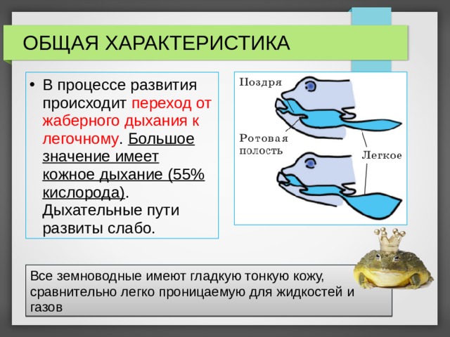 ОБЩАЯ ХАРАКТЕРИСТИКА В процессе развития происходит переход от жаберного дыхания к легочному . Большое значение имеет кожное дыхание (55% кислорода) . Дыхательные пути развиты слабо. Все земноводные имеют гладкую тонкую кожу, сравнительно легко проницаемую для жидкостей и газов 