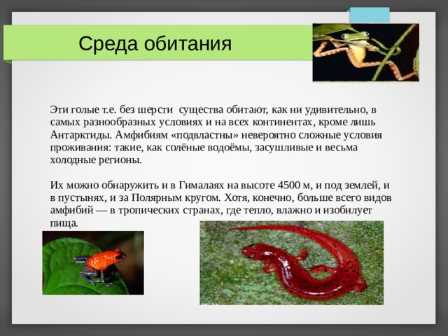  Среда обитания  Эти голые т.е. без шерсти существа обитают, как ни удивительно, в самых разнообразных условиях и на всех континентах, кроме лишь Антарктиды. Амфибиям «подвластны» невероятно сложные условия проживания: такие, как солёные водоёмы, засушливые и весьма холодные регионы. Их можно обнаружить и в Гималаях на высоте 4500 м, и под землей, и в пустынях, и за Полярным кругом. Хотя, конечно, больше всего видов амфибий — в тропических странах, где тепло, влажно и изобилует пища.  