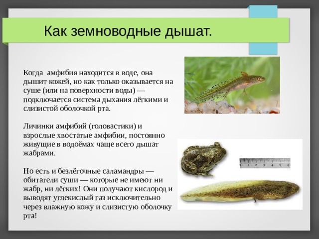  Как земноводные дышат. Когда амфибия находится в воде, она дышит кожей, но как только оказывается на суше (или на поверхности воды) — подключается система дыхания лёгкими и слизистой оболочкой рта.  Личинки амфибий (головастики) и взрослые хвостатые амфибии, постоянно живущие в водоёмах чаще всего дышат жабрами. Но есть и безлёгочные саламандры — обитатели суши — которые не имеют ни жабр, ни лёгких! Они получают кислород и выводят углекислый газ исключительно через влажную кожу и слизистую оболочку рта!  