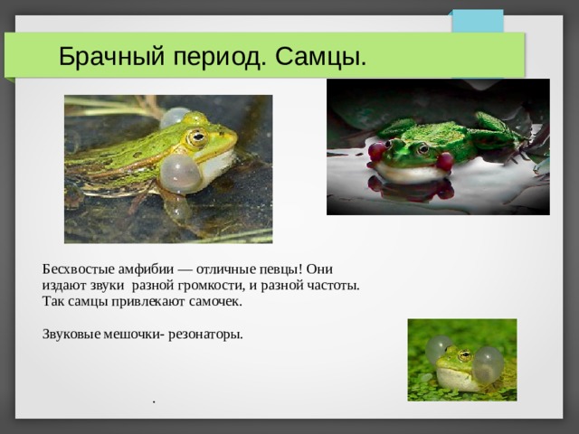  Брачный период. Самцы. Бесхвостые амфибии — отличные певцы! Они издают звуки разной громкости, и разной частоты. Так самцы привлекают самочек. Звуковые мешочки- резонаторы.  .  