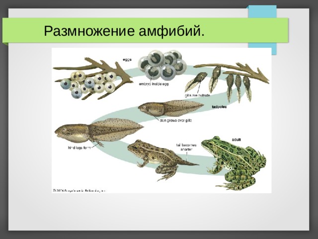  Размножение амфибий.  