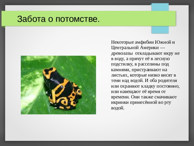  Забота о потомстве. Некоторые амфибии Южной и Центральной Америки — древолазы откладывают икру не в воду, а прячут её в лесную подстилку, в расселины под камнями, пристраивают на листьях, которые низко висят в тени над водой. И оба родителя или охраняют кладку постоянно, или навещают её время от времени. Они также смачивают икринки принесённой во рту водой.  